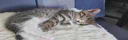 British Shorthair cats for sale: beautiful tabby kitten - Advert 19