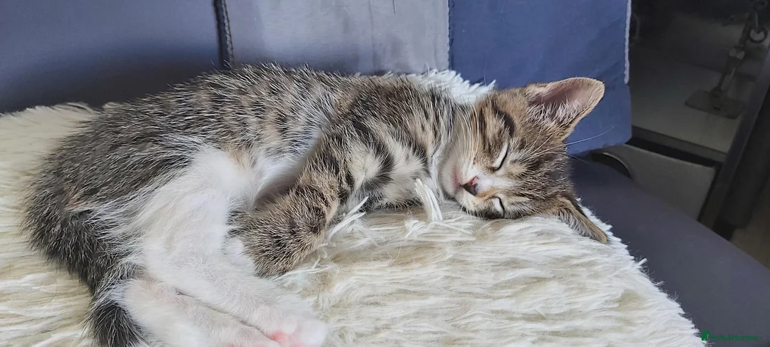 British Shorthair cats for sale: beautiful tabby kitten - Advert 19