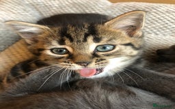 Mixed Breed cats for sale: Cute Tabby Baby Girl 🐈 - Image 7