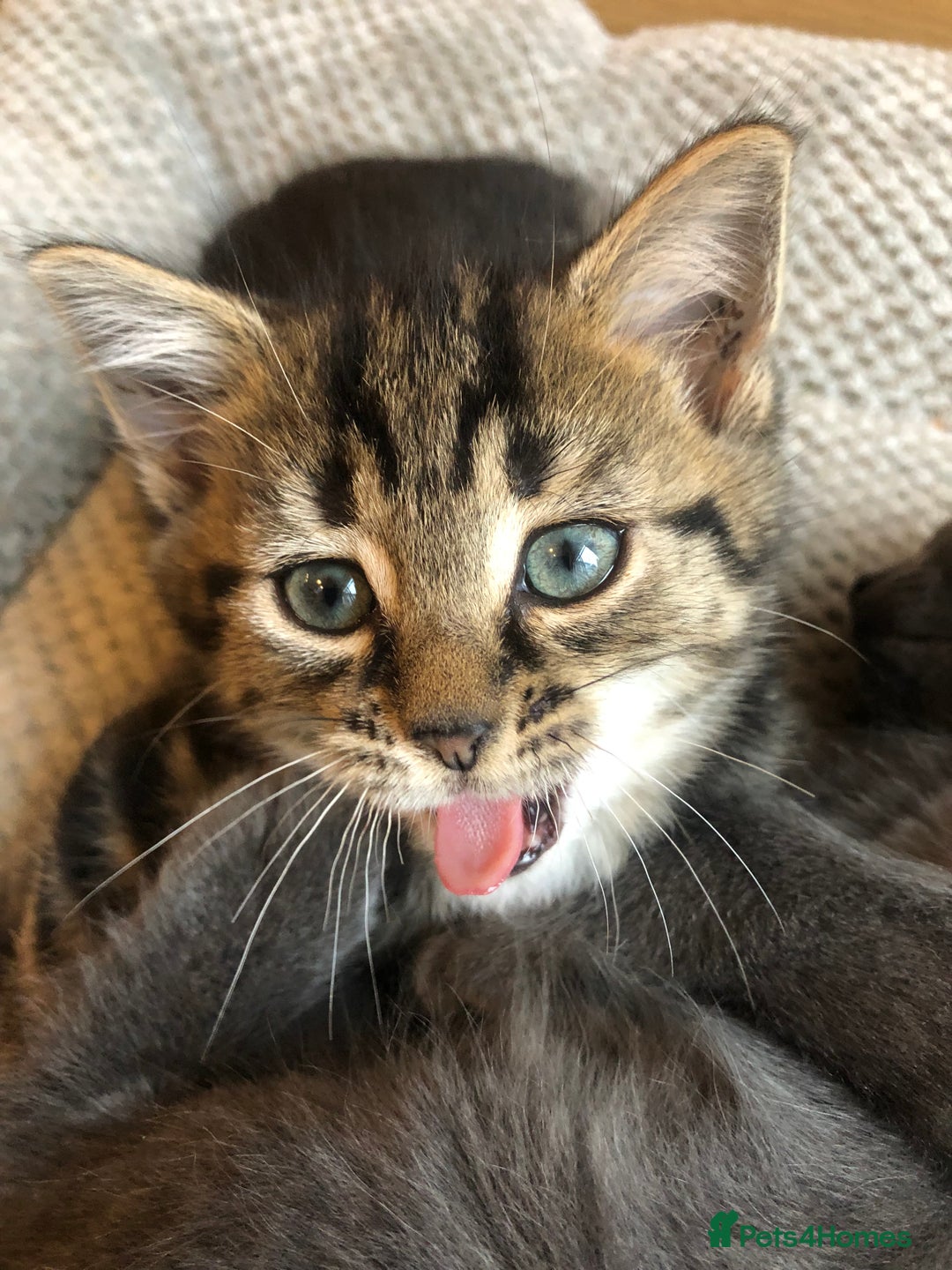 Mixed Breed cats for sale: Cute Tabby Baby Girl 🐈 - Image 7