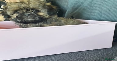 Shih Tzu dogs - Advert 2