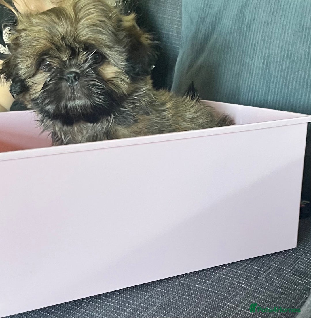 Shih Tzu dogs for sale: Male Shih Tzu puppy  - Image 1