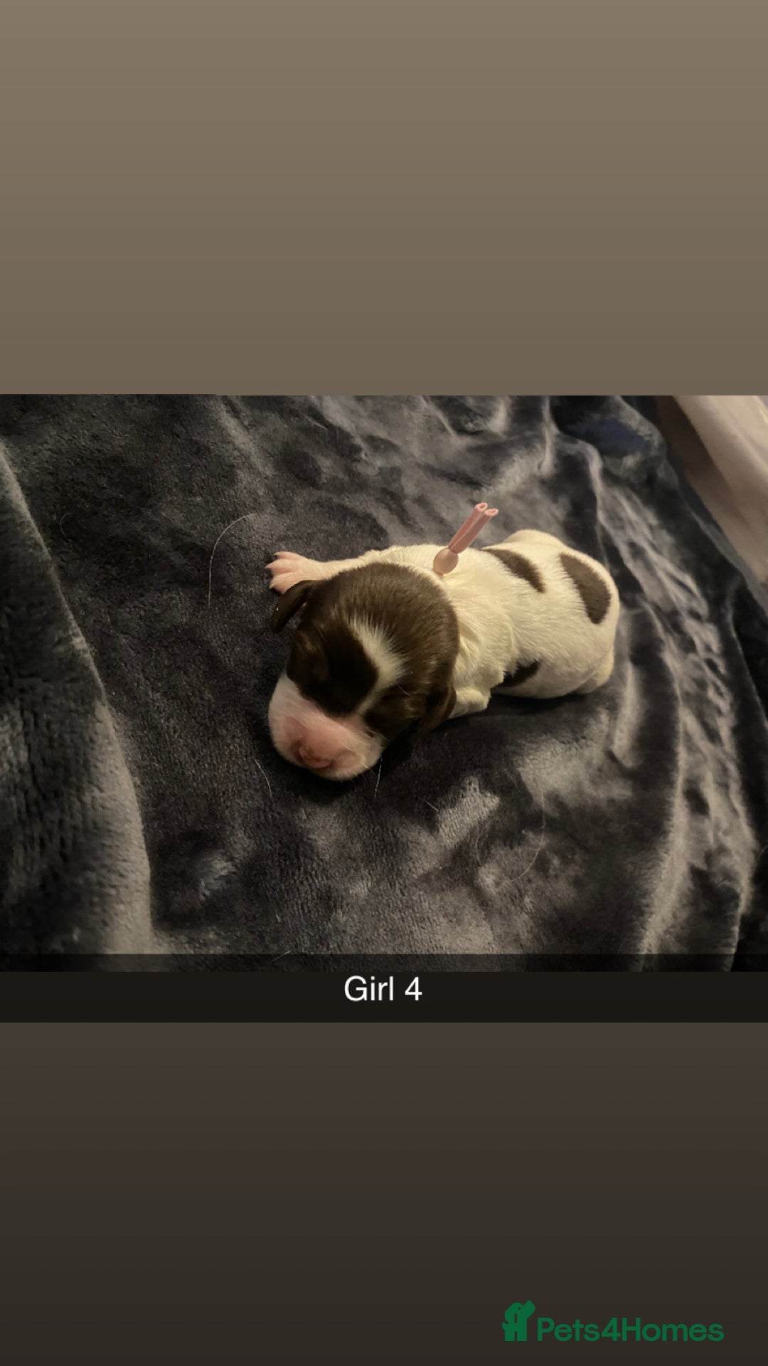 Cocker Spaniel dogs for sale: Working cocker spaniel puppies  - Advert 11