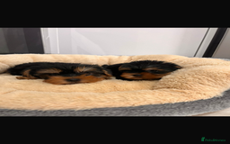 Yorkshire Terrier dogs for sale: Yorkshire terrier puppies  - Image 6
