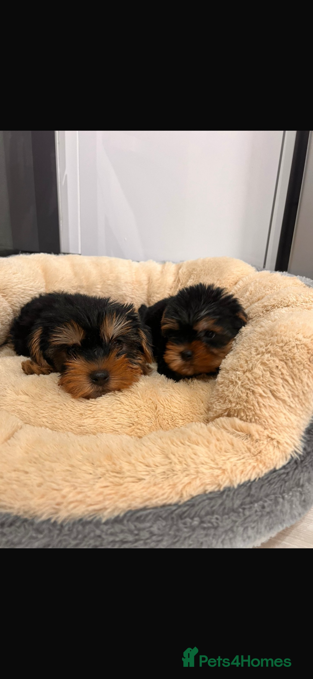 Yorkshire Terrier dogs for sale: Yorkshire terrier puppies  - Image 6
