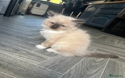Ragdoll cats for sale: Amazing pure bred ragdolls  - Image 7