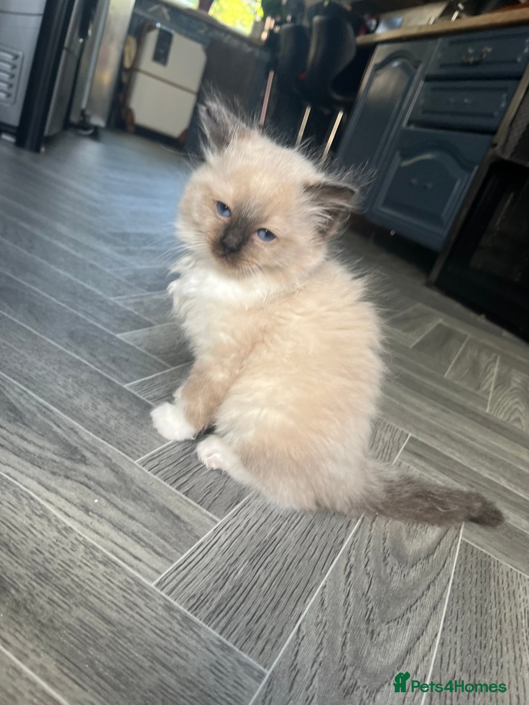 Ragdoll cats for sale: Amazing pure bred ragdolls  - Image 7