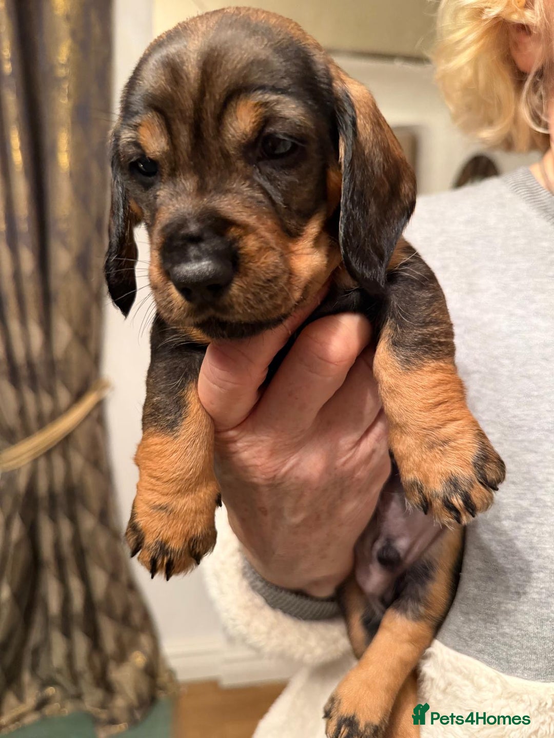 Dachshund dogs for sale: Tekel (wire haired dachshund) READY TO GO NOW - Advert 15