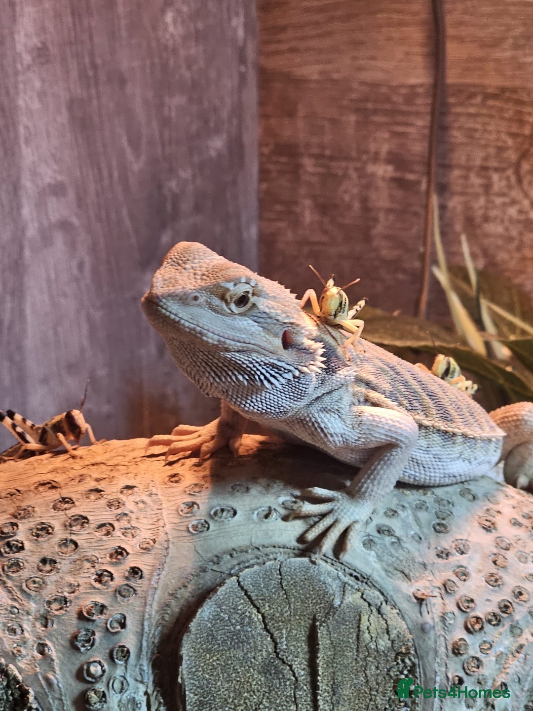 Dragon reptiles for sale: Female Leatherback Bearded Dragon - Image 8