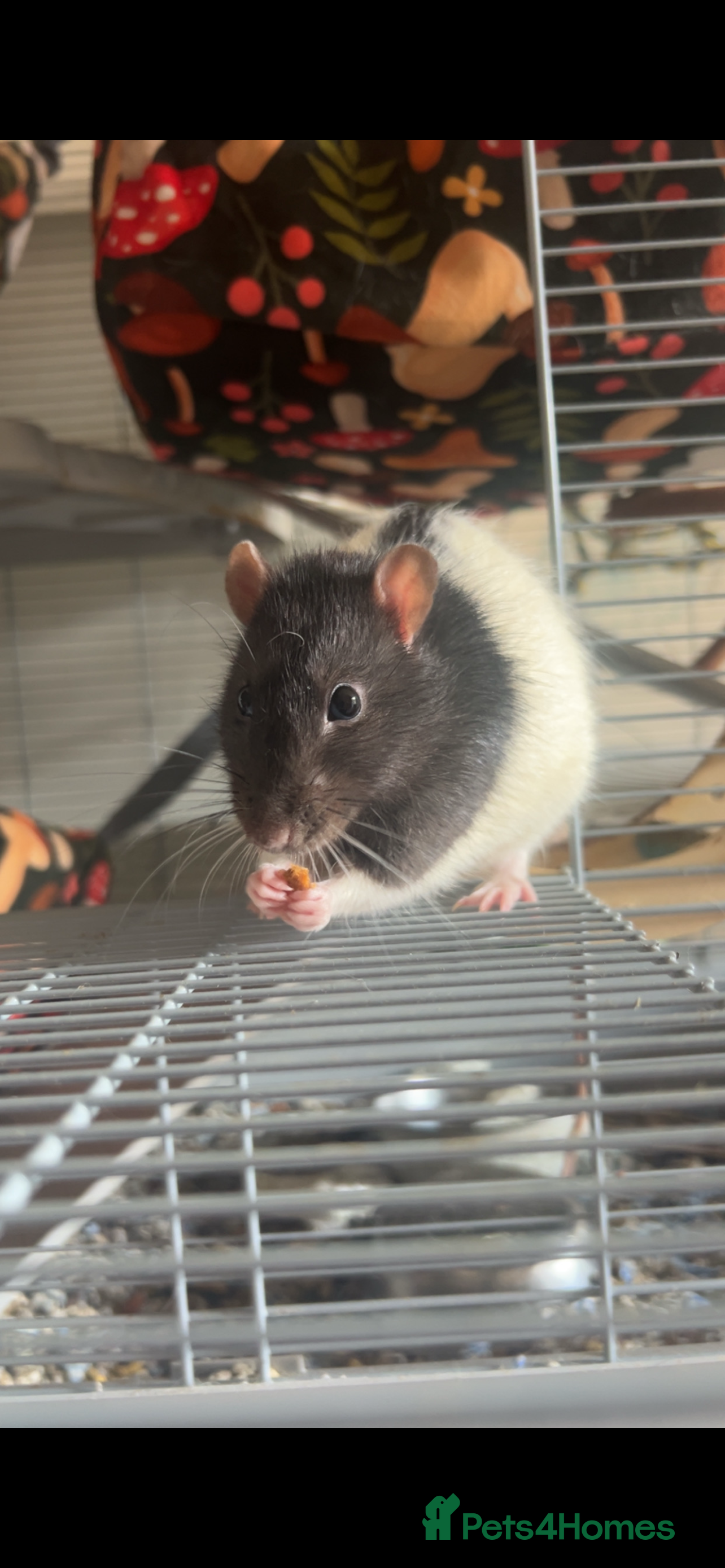 Rat rodents 3 male rats - Advert 2