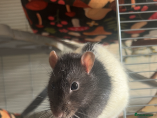 Rat rodents 3 male rats - Advert 2