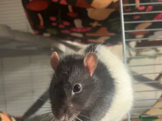 Rat rodents 3 male rats - Advert 2