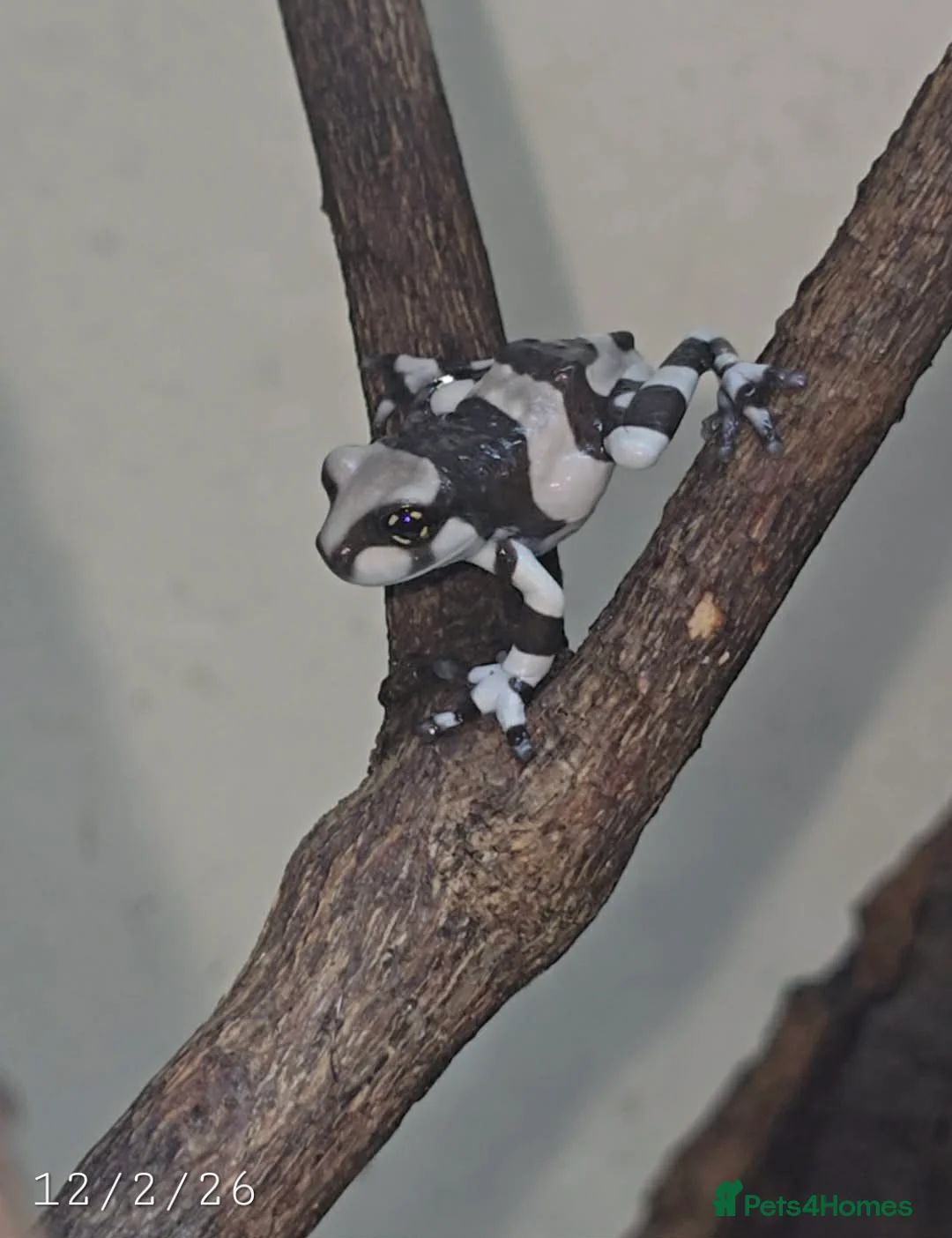 Frog reptiles for sale: Amazon milk frogs (froglets) - Advert 2