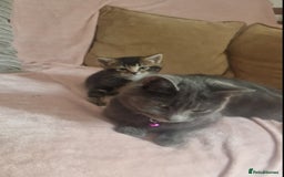 British Shorthair cats for sale: Tabby/british shorthair mother and son rehome  - Image 5