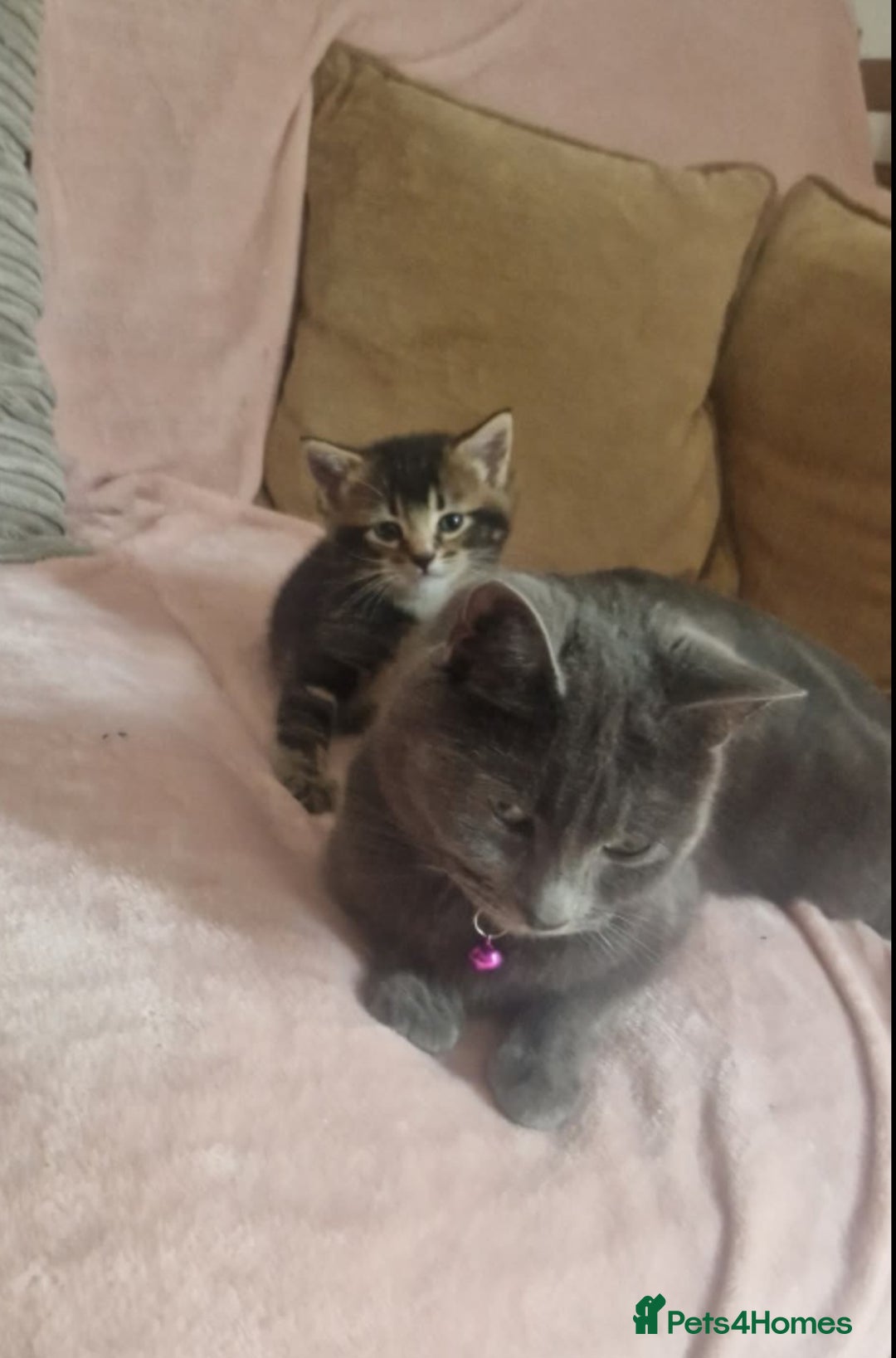 British Shorthair cats for sale: Tabby/british shorthair mother and son rehome  - Image 5