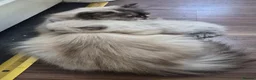 Ragdoll cats for sale: Stunning Male Ragdoll x Persian Kitten  - Advert 2