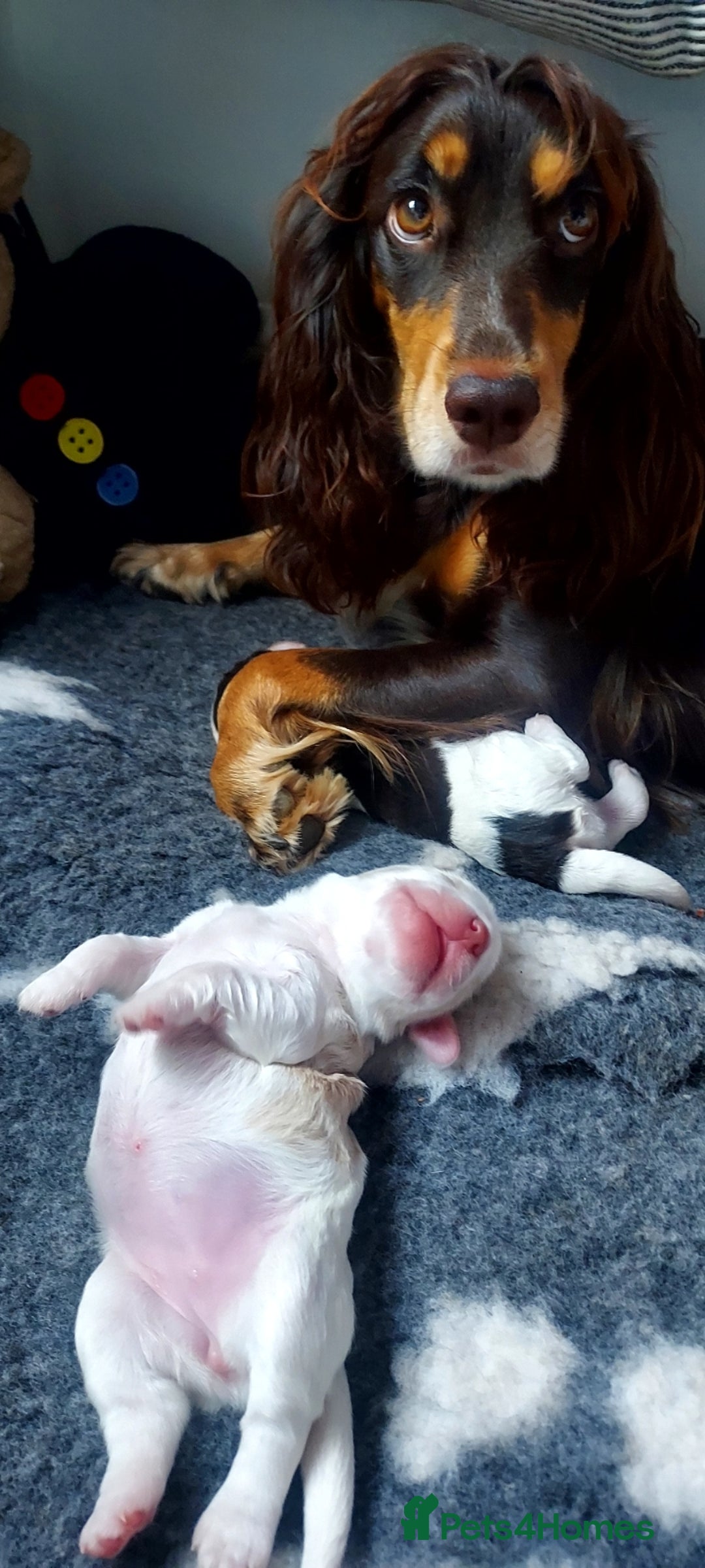 Cocker Spaniel dogs for sale: One tri colour girl looking for forever home - Image 7