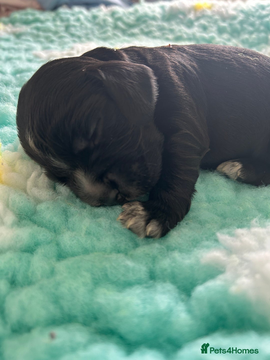 Cocker Spaniel dogs for sale: Show cocker spaniel  - Image 12