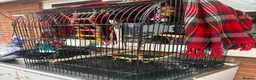Parakeets birds for sale: Rosy bourke - Advert 3