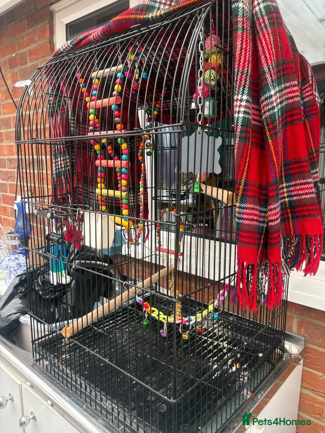 Parakeets birds for sale: Rosy bourke - Advert 3