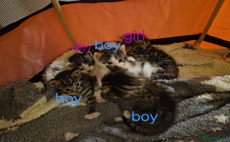 Bengal cats - Advert 13