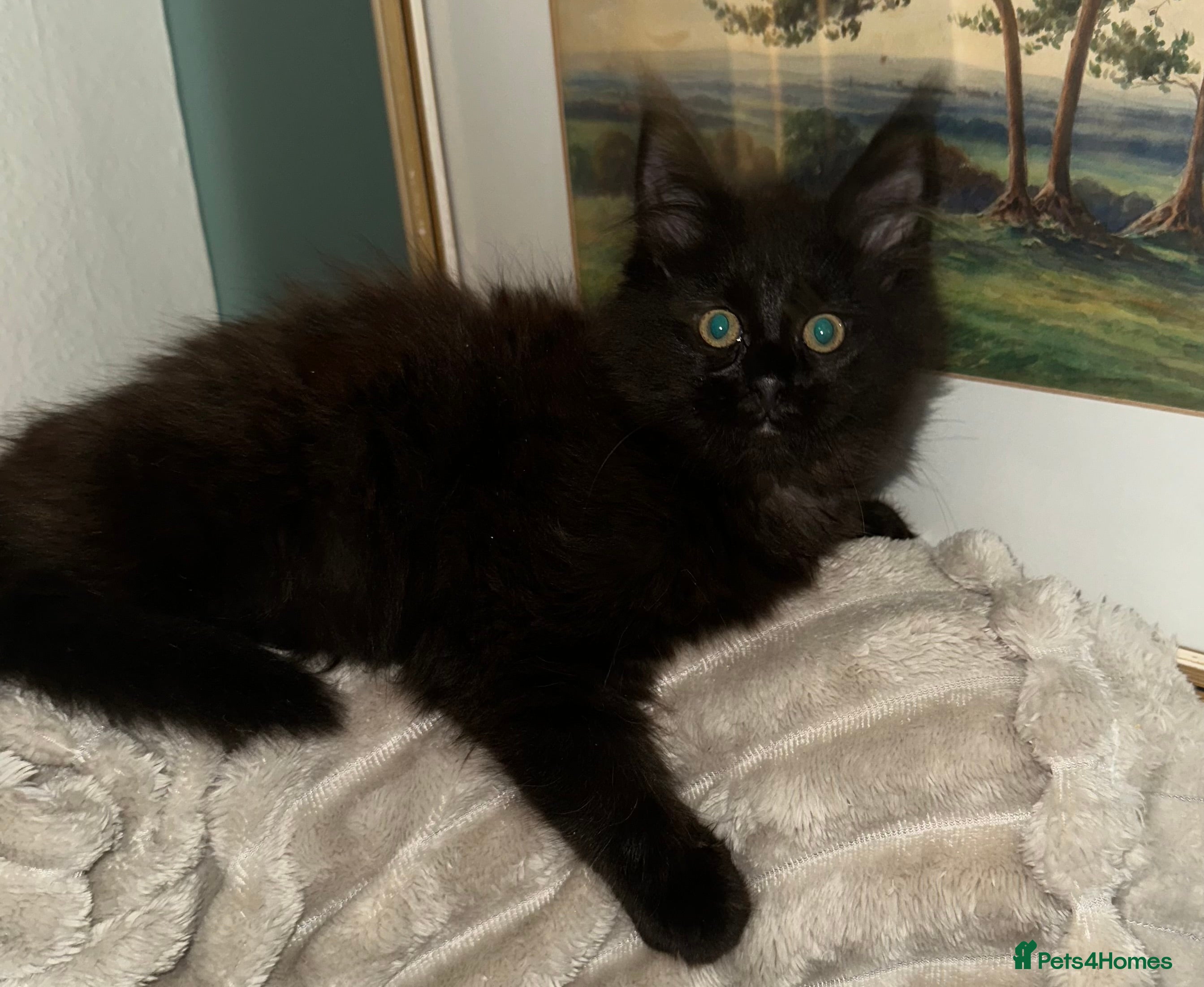 Maine Coon cats Tica Registered Maine Coon Girls  - Advert 9