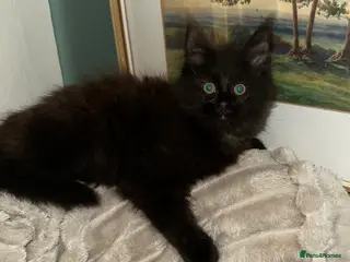 Maine Coon cats Tica Registered Maine Coon Girls - Advert 9