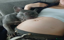 French Bulldog dogs for sale: Lilac French bulldog bitch  - Image 3