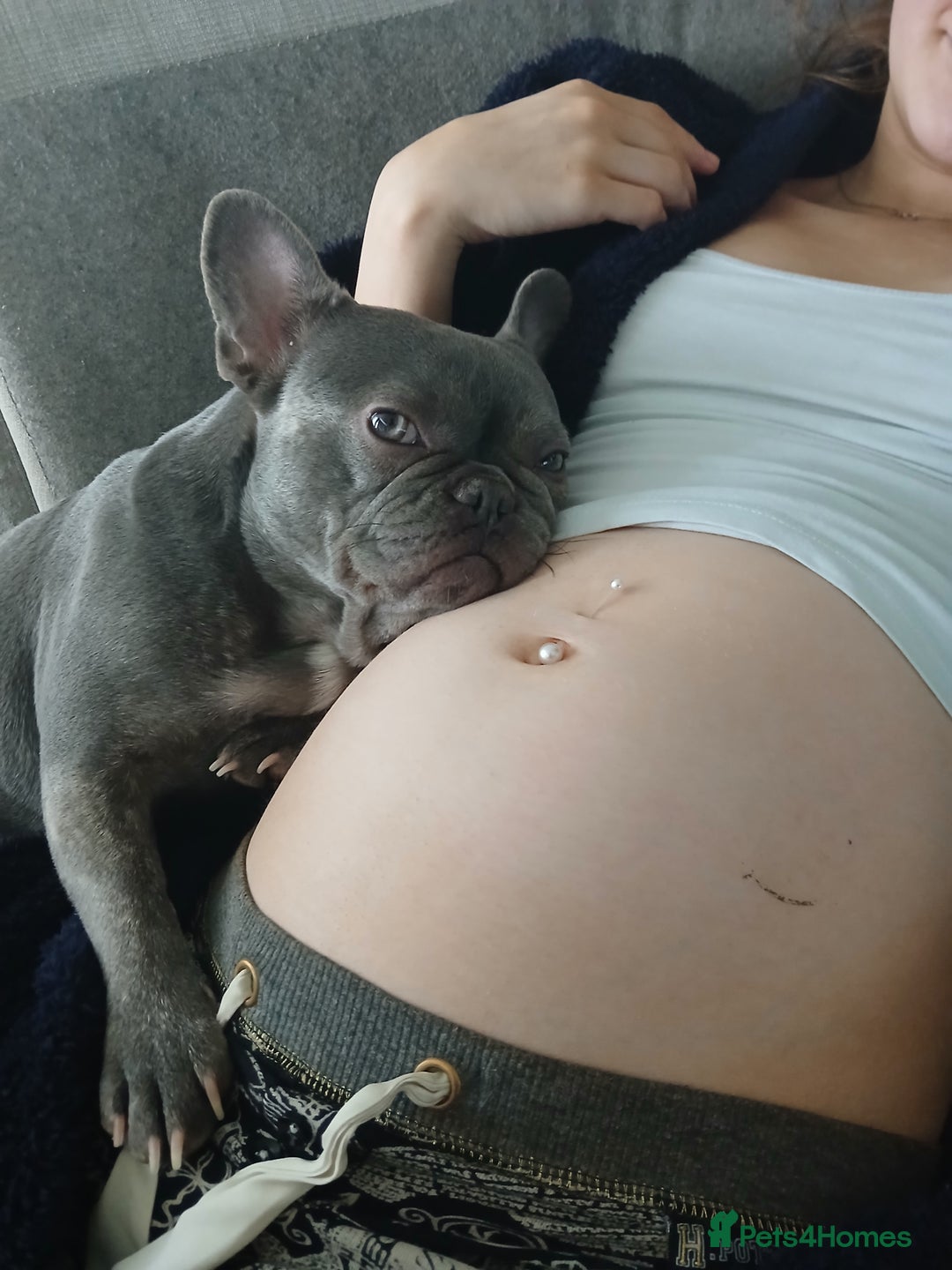 French Bulldog dogs for sale: Lilac French bulldog bitch  - Image 3