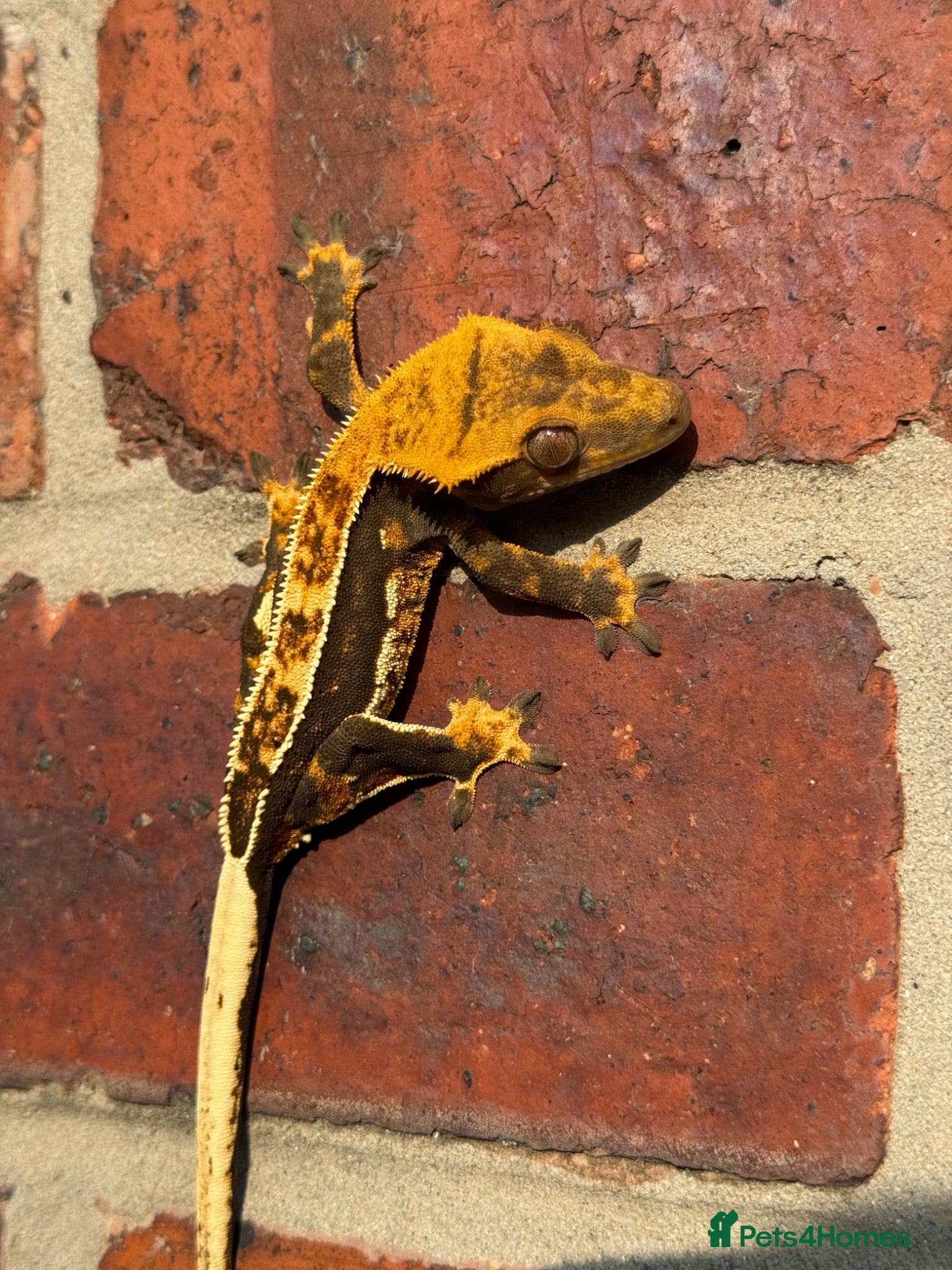 Gecko reptiles Crested Geckos  - Advert 2