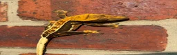 Gecko reptiles for sale: Crested Geckos  - Advert 2