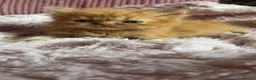 Persian cats for sale: Pure bred Persian kittens  - Advert 5