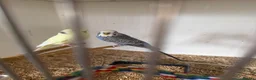 Budgerigars birds for sale: Lots of budgies - Advert 5