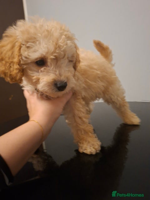 Cavapoo dogs Beautiful f1b Cavapoo puppies  - Advert 15