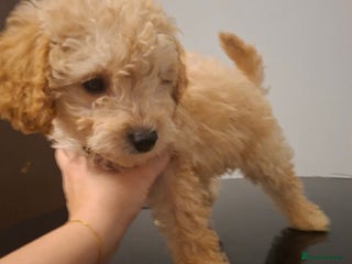 Cavapoo dogs Beautiful f1b Cavapoo puppies - Advert 9