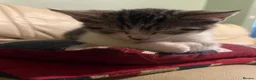 Mixed Breed cats for sale: 6 Lovely kittens for sale  - Advert 19
