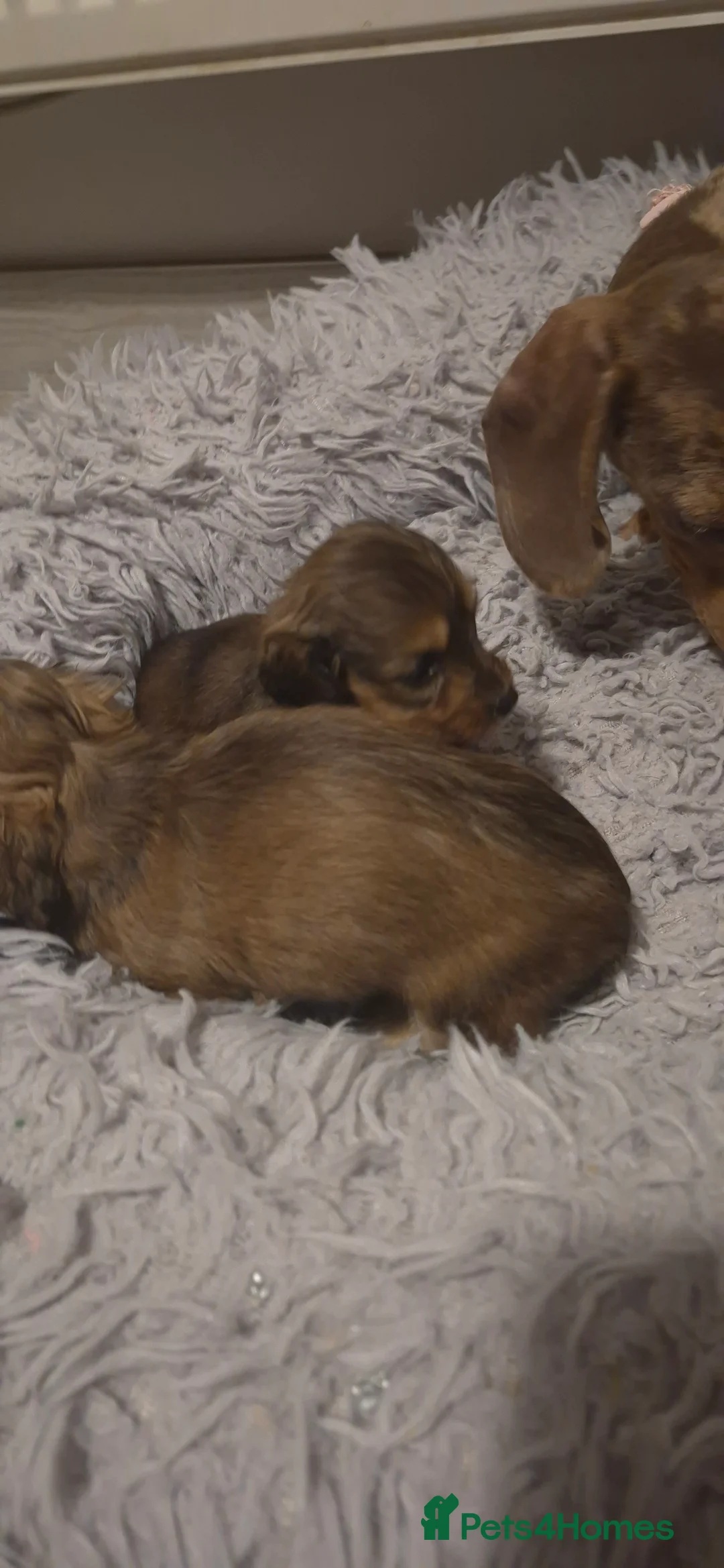 Dachshund dogs for sale: Miniature dachshund shaded cream girls - Advert 9