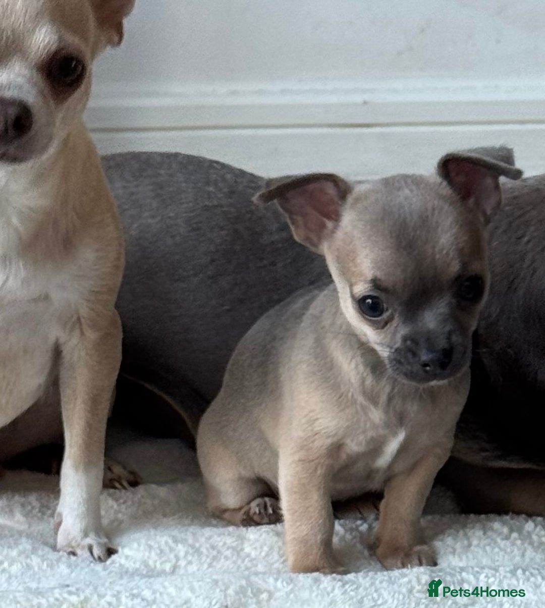 Chihuahua dogs for sale: Blue and Tan pure breed chihuahua girls 💙💛 - Advert 5