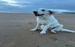 Golden Retriever dogs for stud: Golden Retriever stud dog  - Image 6