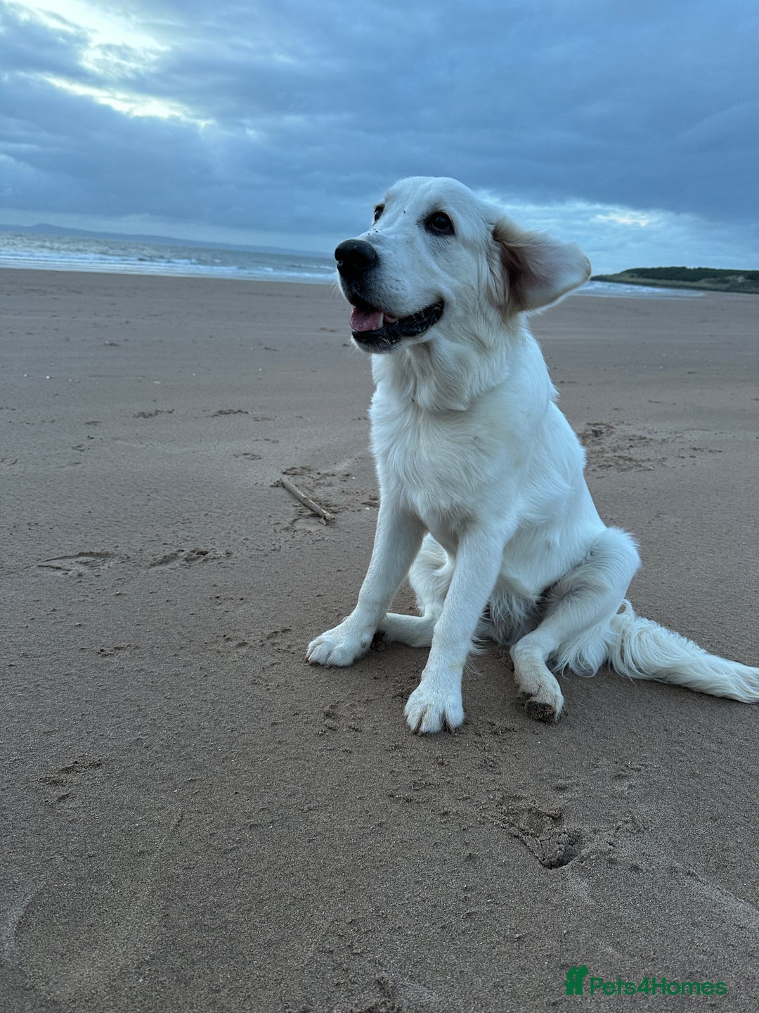 Golden Retriever dogs for stud: Golden Retriever stud dog  - Image 6