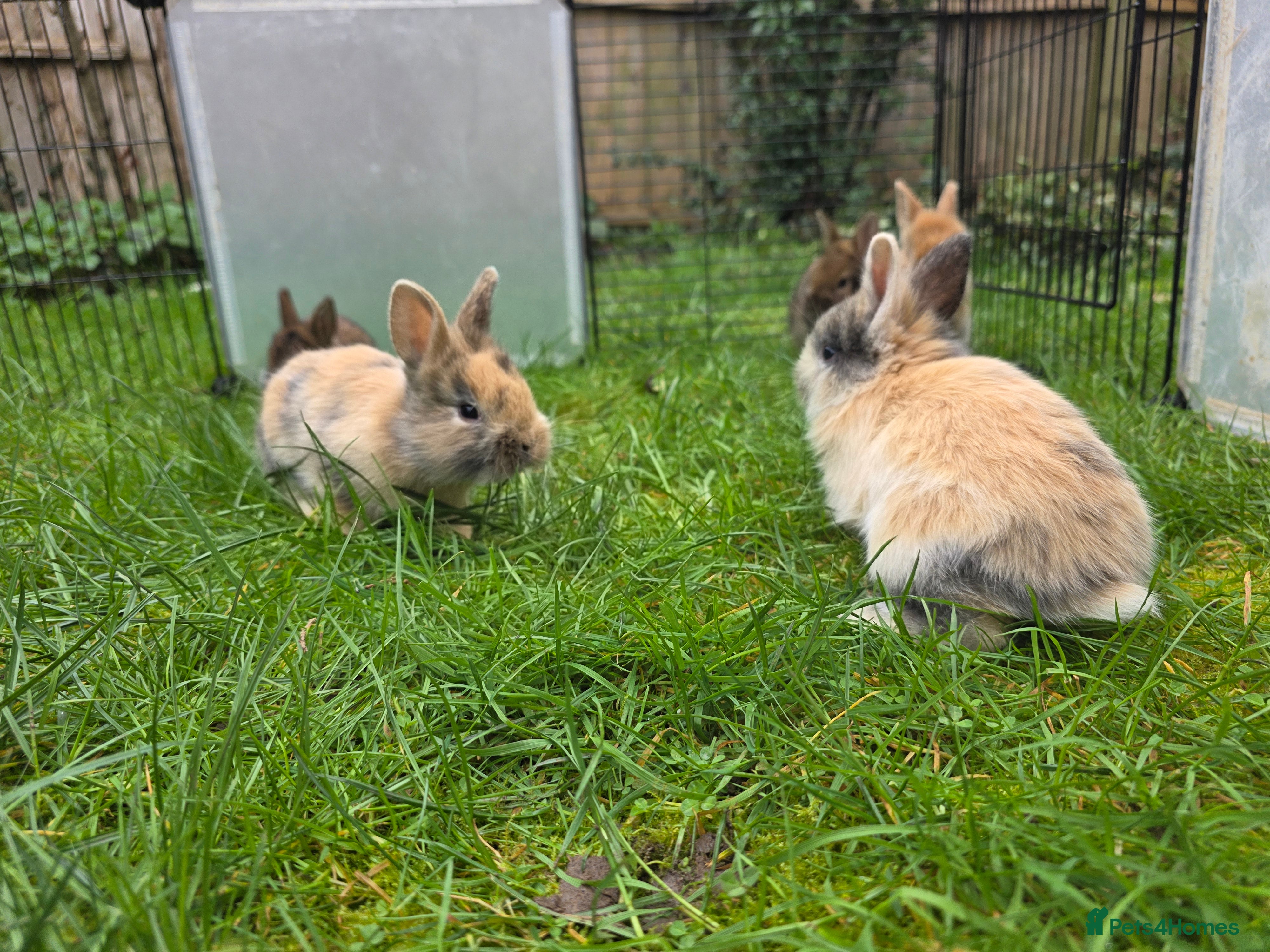 Lionhead rabbits Lionhead bunnies  - Advert 5