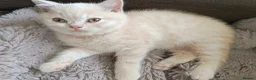 British Shorthair cats for sale: GCCF registered cream and lilac BSH - Advert 29