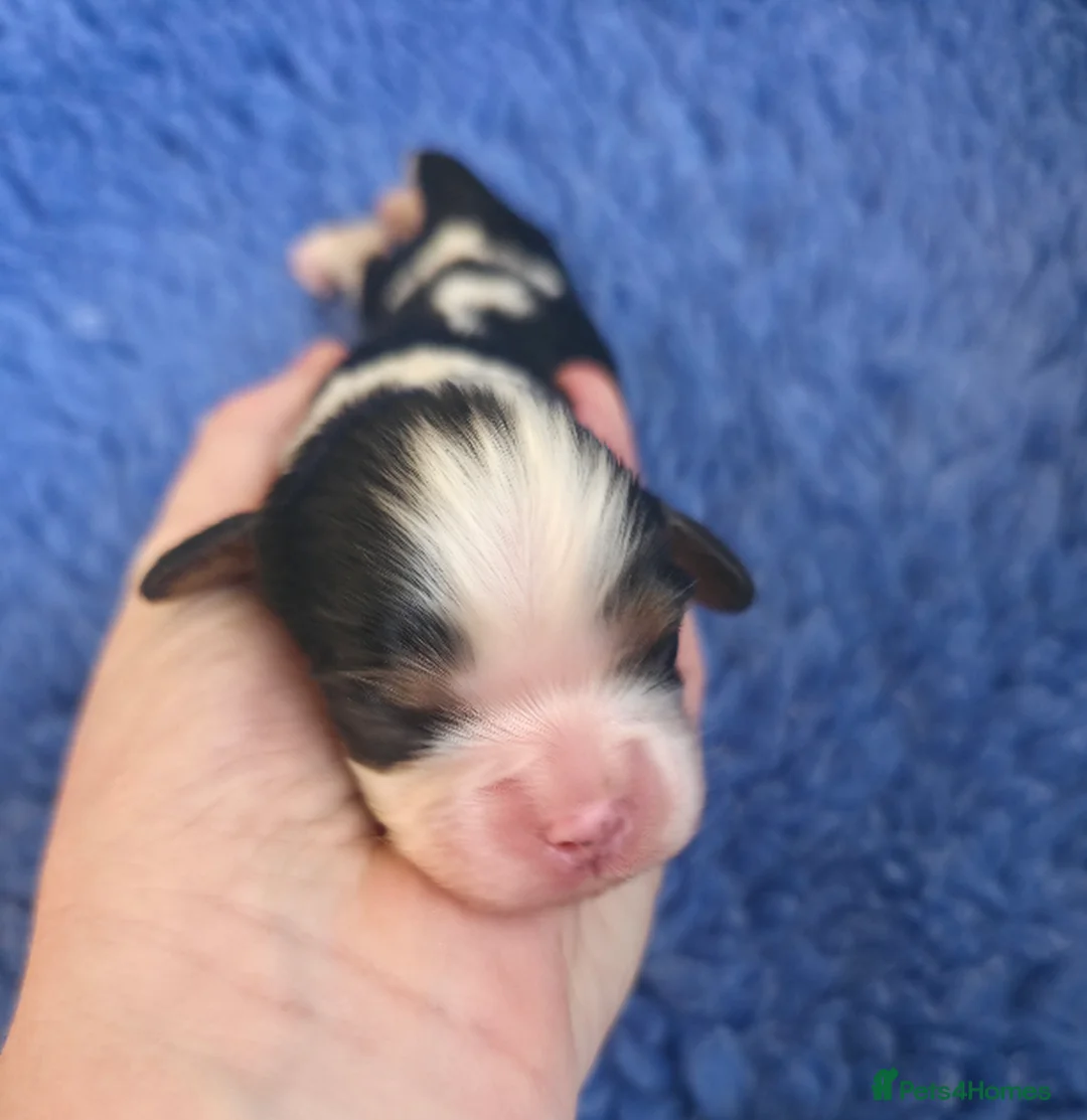 Cavalier King Charles Spaniel dogs for sale: KC Cavalier King Charles puppies - Advert 4