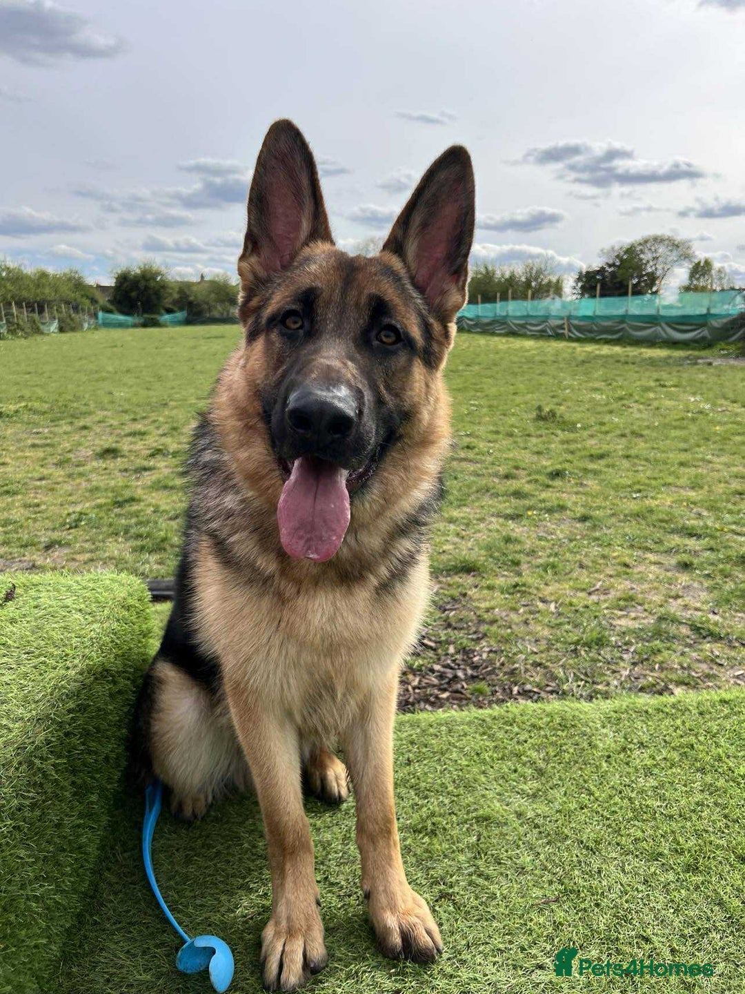 German Shepherd dogs for stud: Health tested German shepherd stud - Advert 3