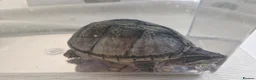 Turtle reptiles for sale: Female Musk Turtle - Advert 2