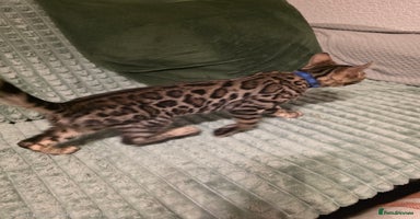 Bengal cats - Advert 15