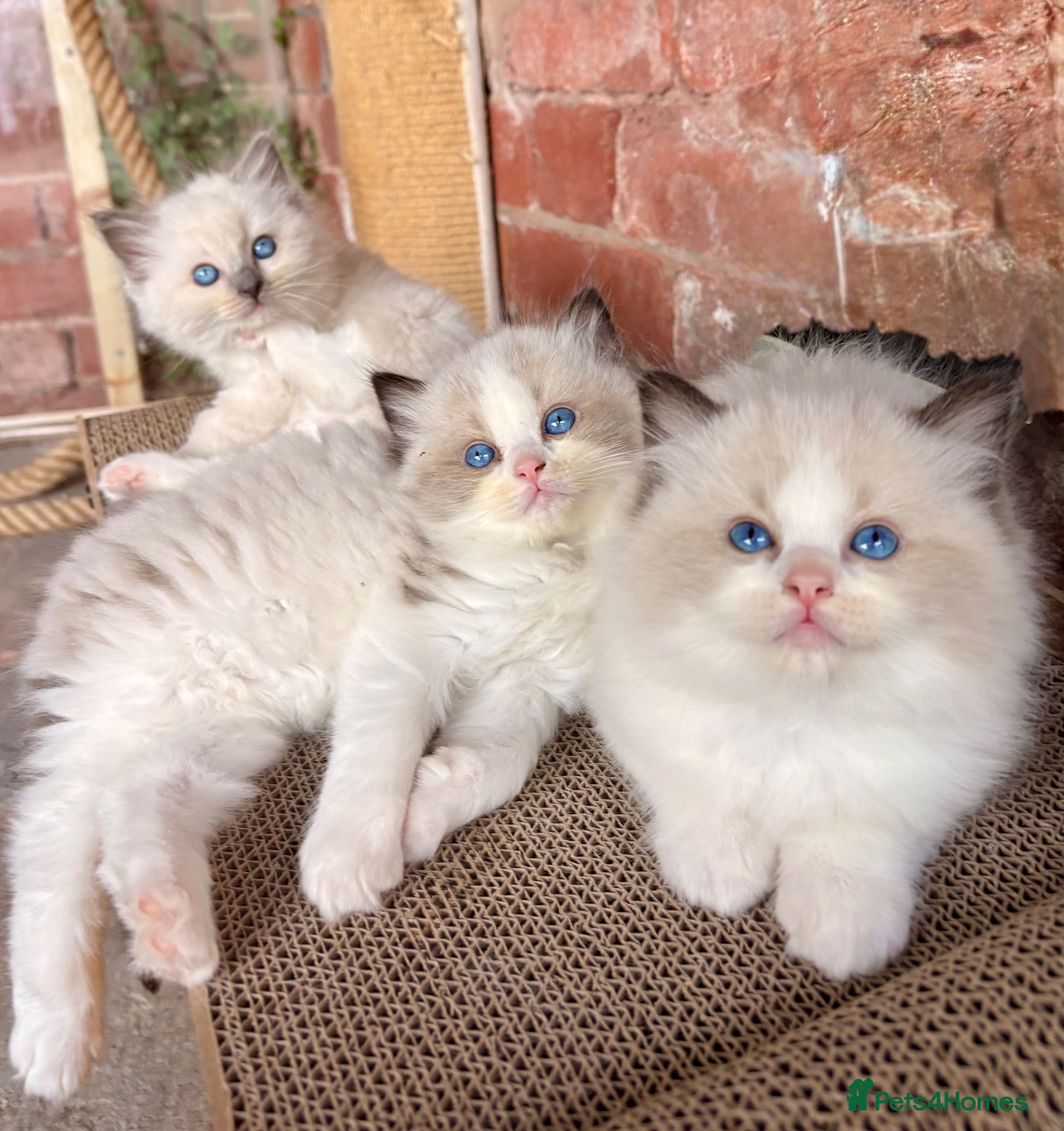 Ragdoll cats 🏆✨TICA Pedigree, health clear Ragdoll kittens ✨🏆 - Advert 16