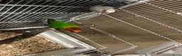 Lovebirds birds for sale: two bonded love birds  - Advert 7