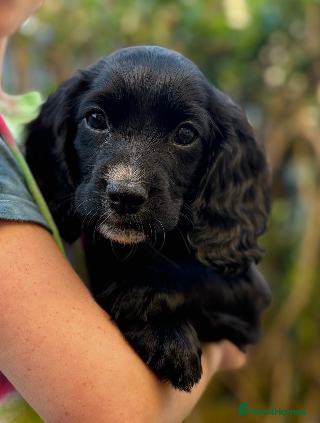 Cocker Spaniel dogs for sale: KC working cocker spaniel puppies - Image 18