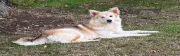 Mixed Breed dogs for stud: Looking for stud dog in Melksham - Advert 1